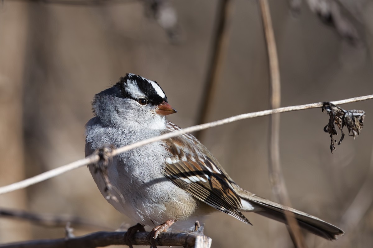 Белобровая овсянка - ML647877205