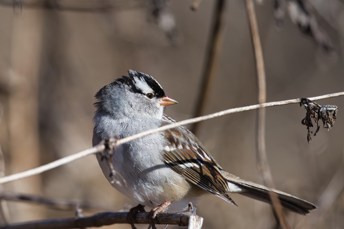Белобровая овсянка - ML647877206