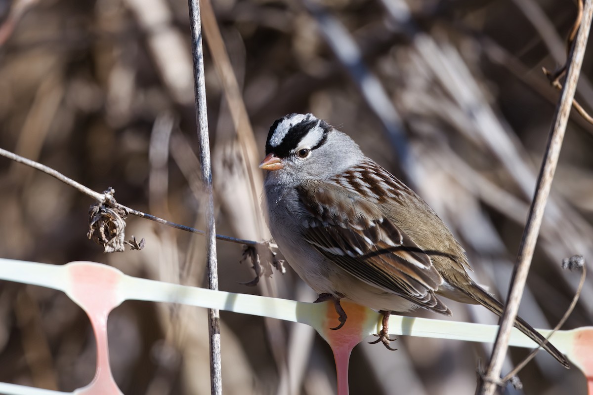 Белобровая овсянка - ML647877207