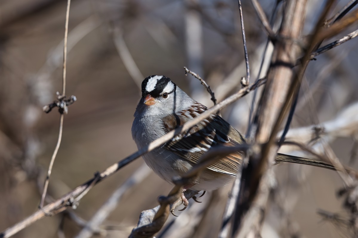 Белобровая овсянка - ML647877208