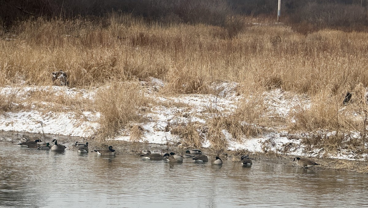 Barnacla Canadiense Grande - ML647877212