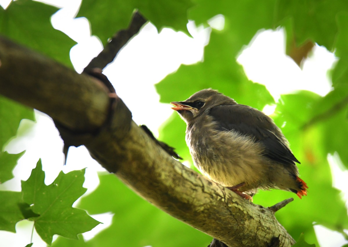 Cedar Waxwing - ML647877219