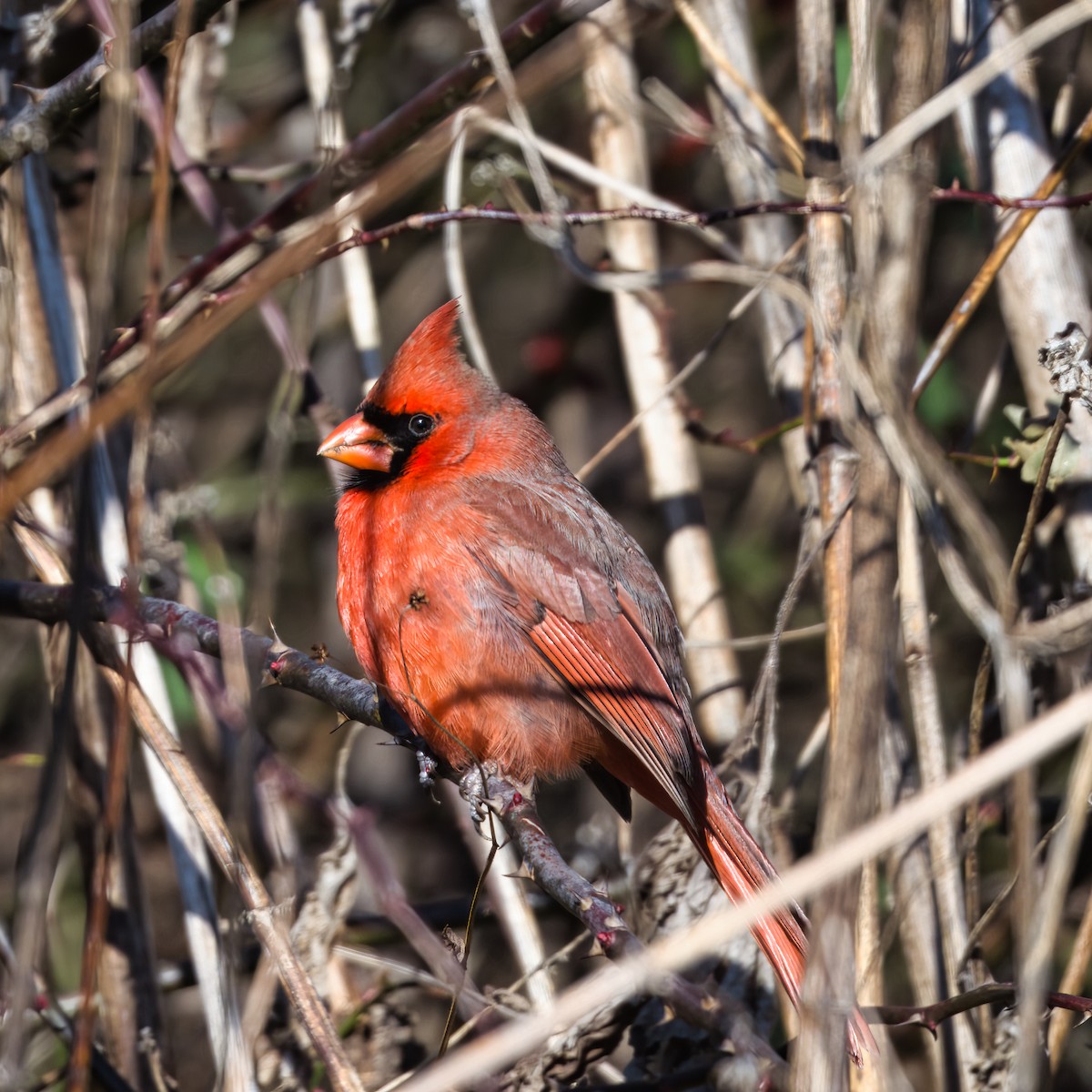 rødkardinal - ML647877220