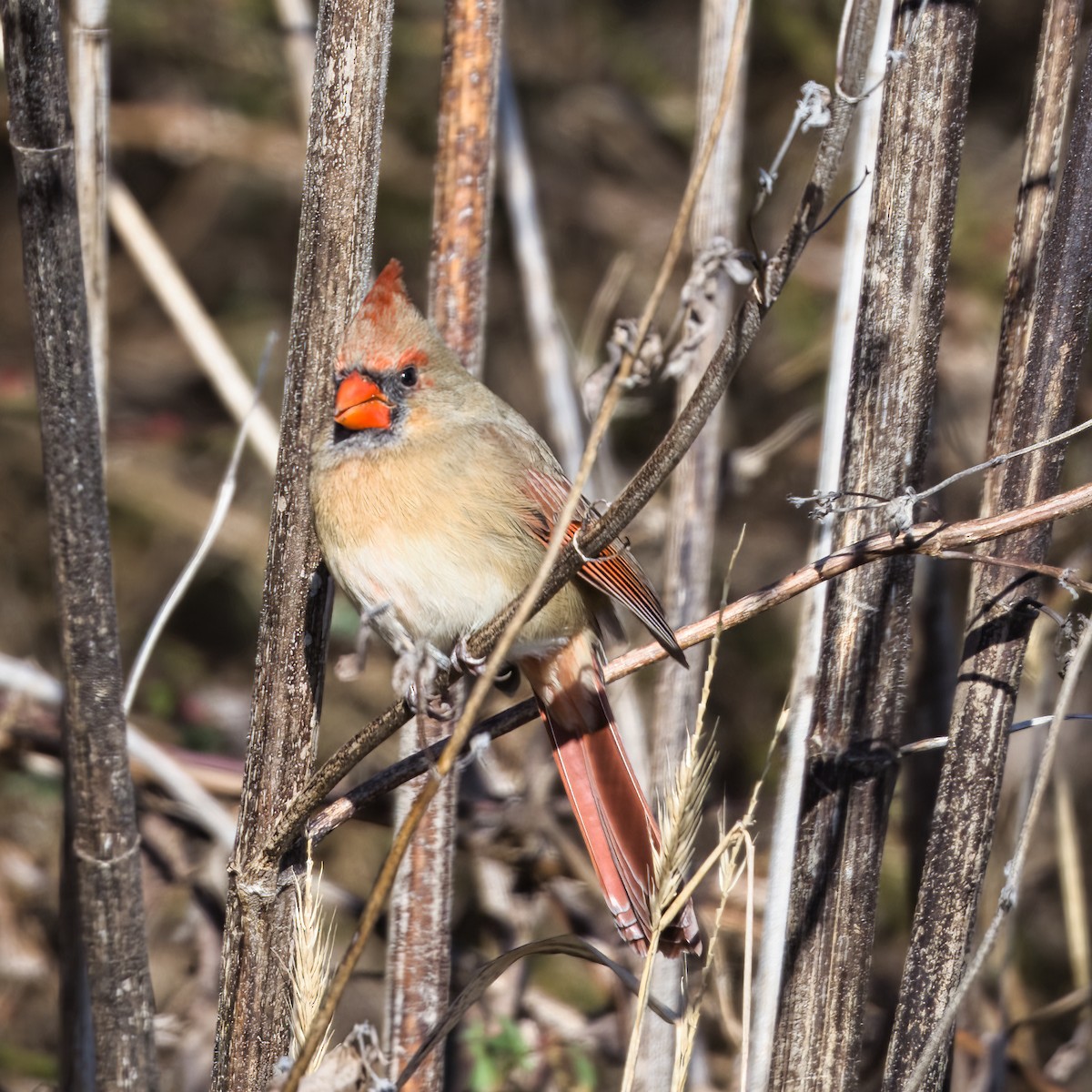 rødkardinal - ML647877221