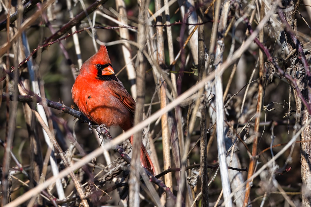 rødkardinal - ML647877222