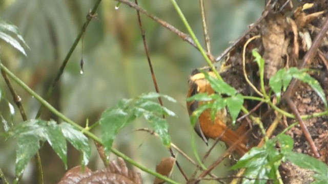 Buffy Tuftedcheek - ML647877223