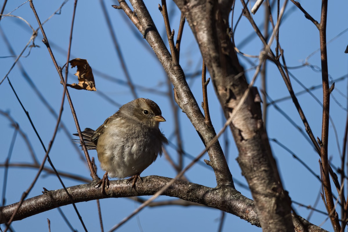 Белобровая овсянка - ML647877233