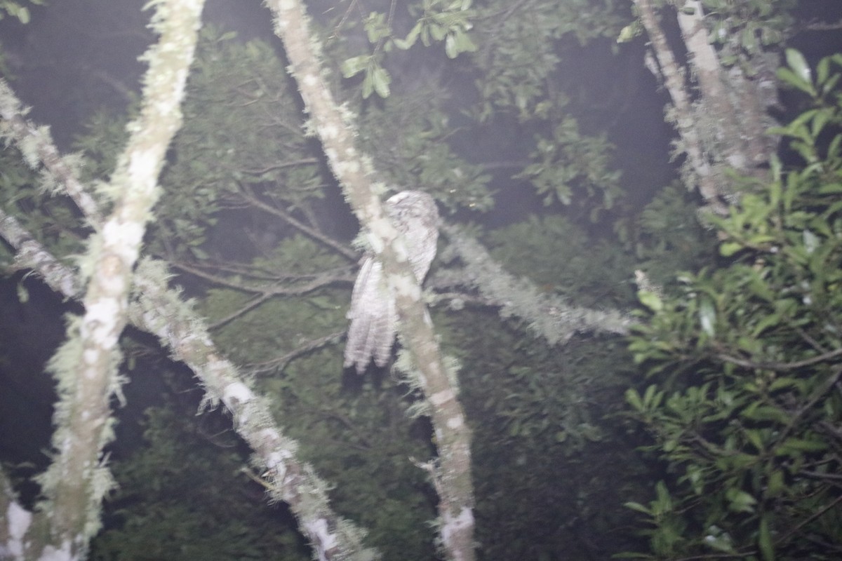 チャイロガマグチヨタカ（plumiferus） - ML647877234