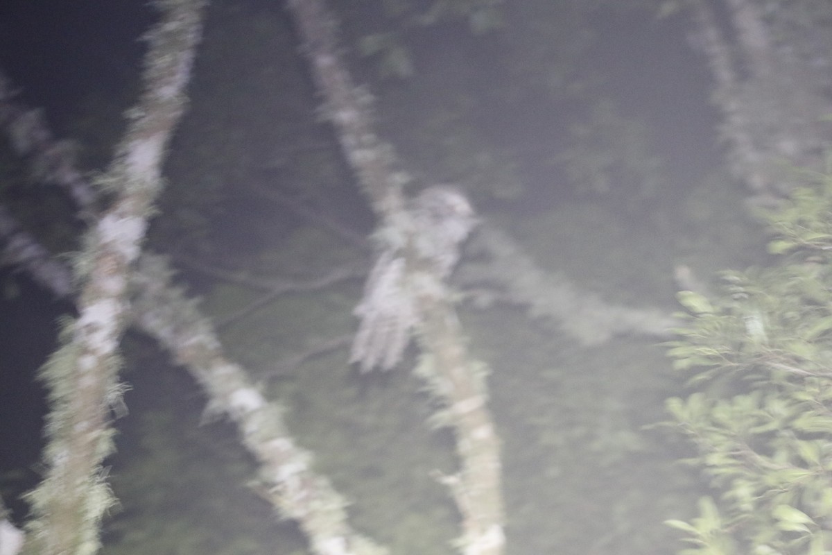 チャイロガマグチヨタカ（plumiferus） - ML647877235