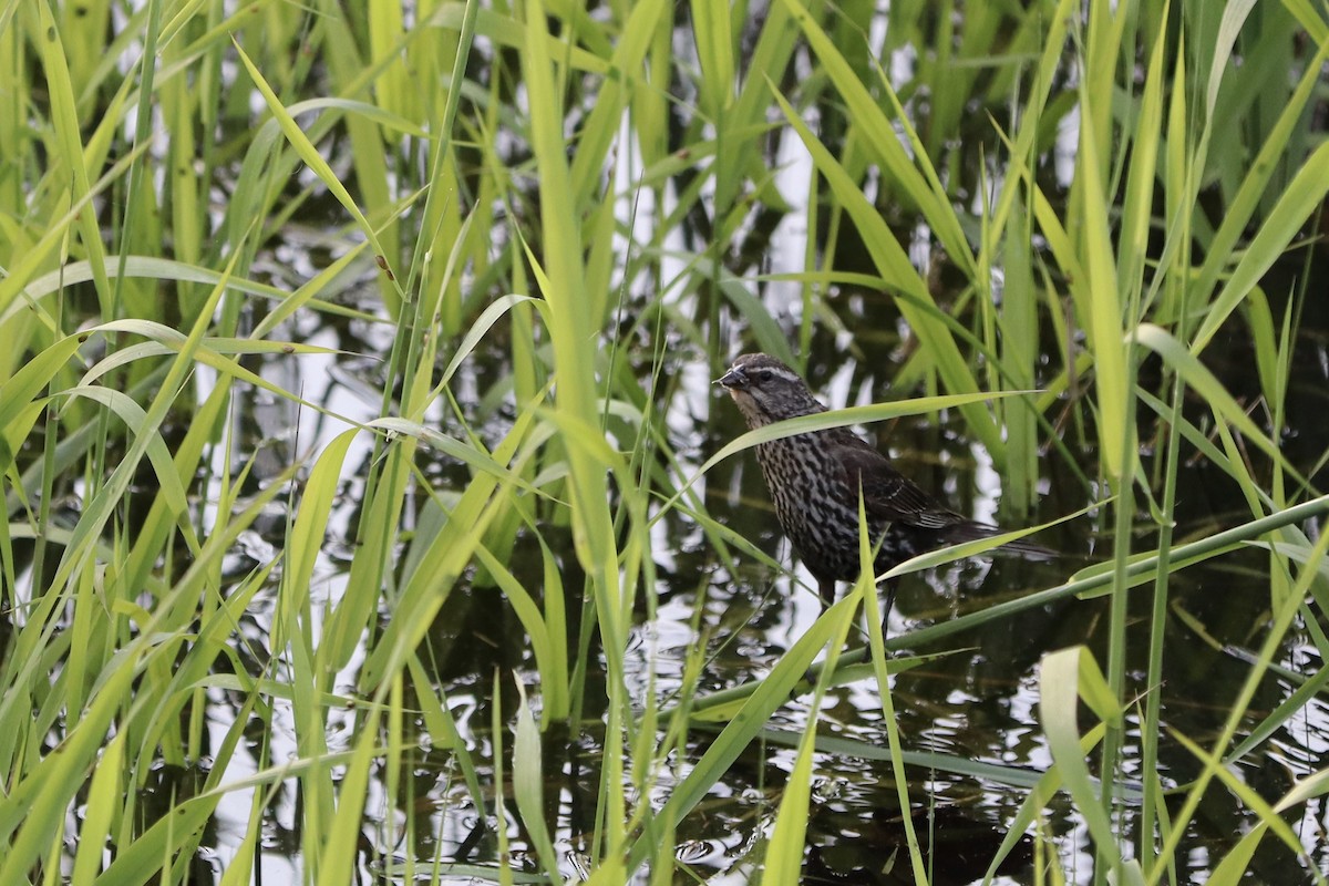 Red-winged Blackbird - ML647877240