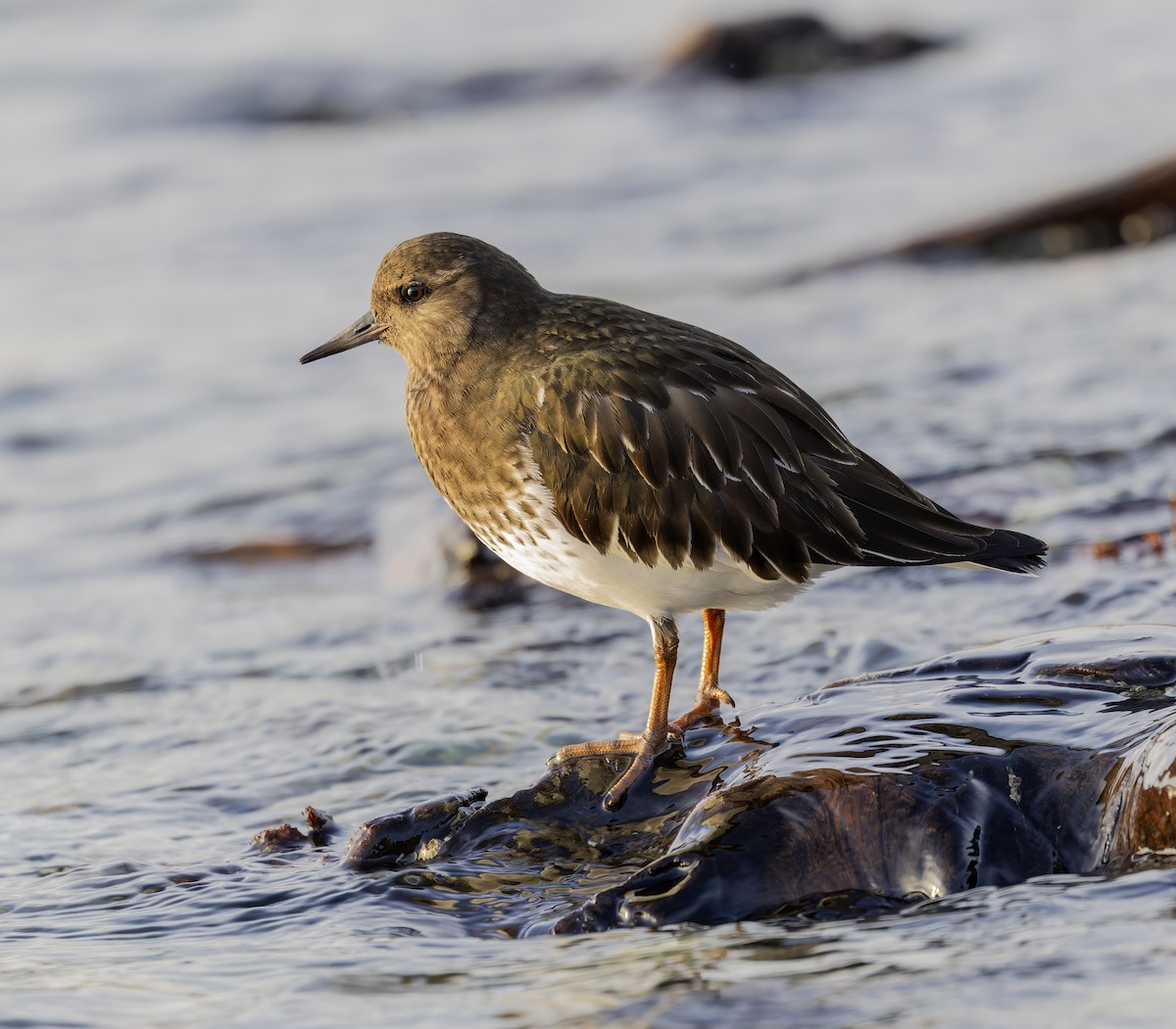 クロキョウジョシギ - ML647877247