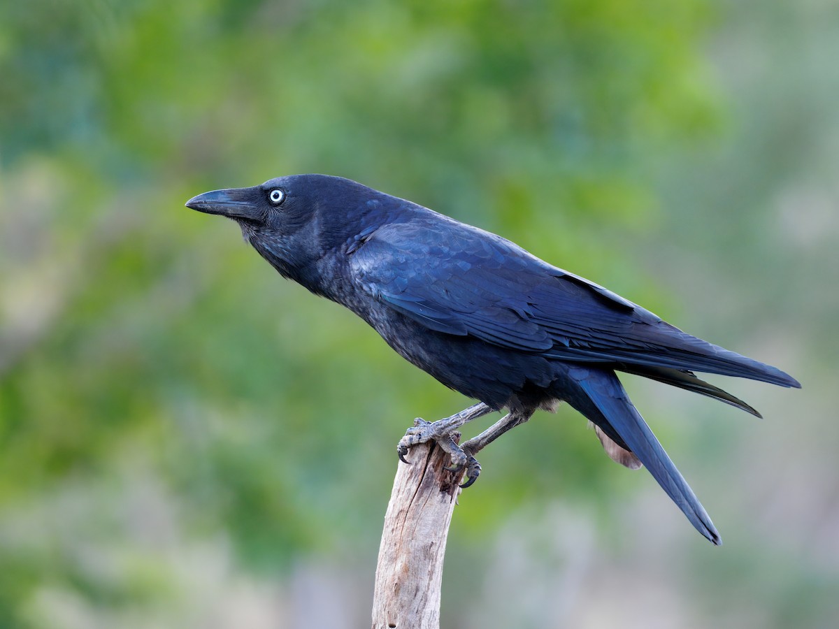 ミナミガラス - ML647877249