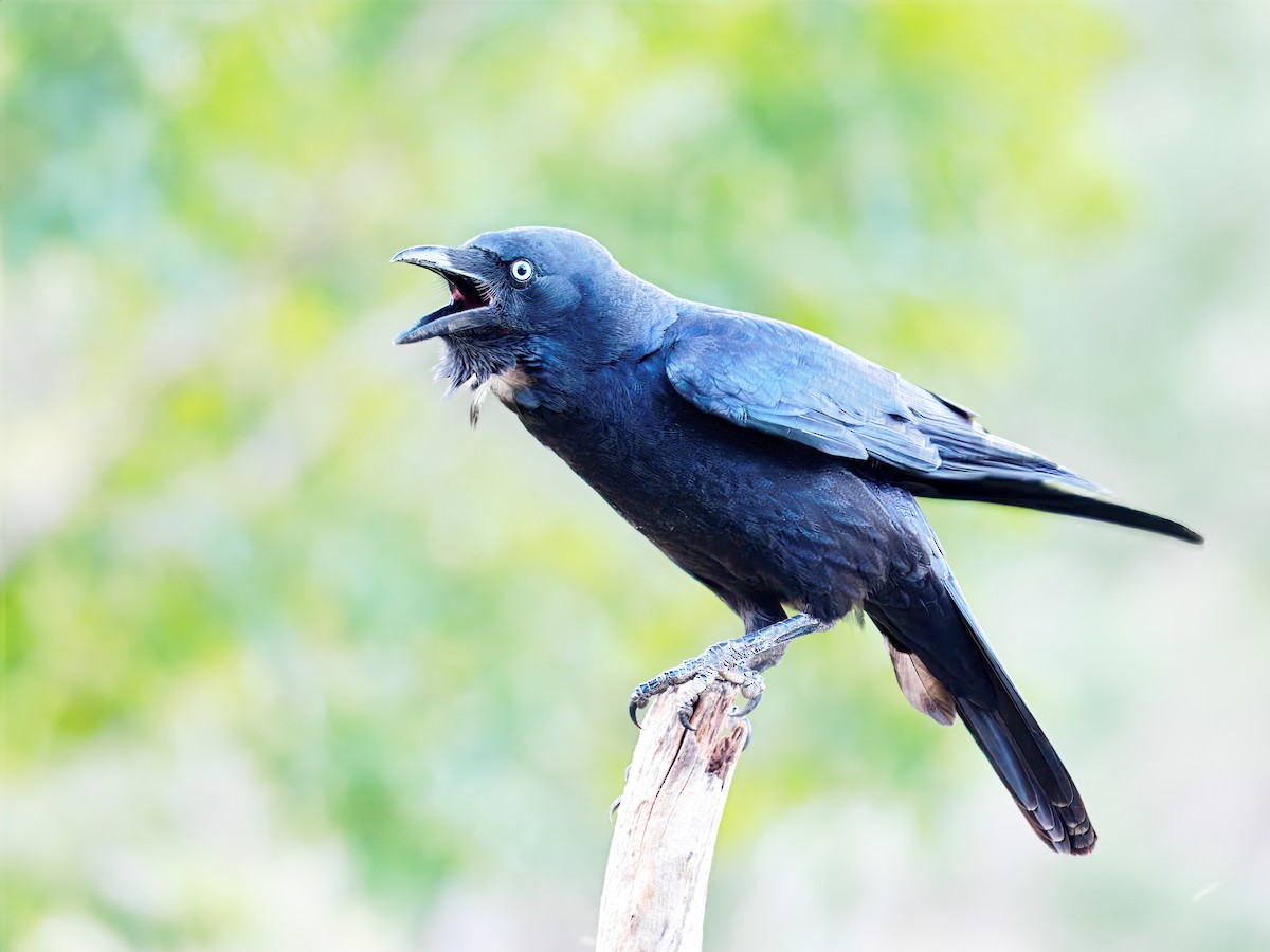 ミナミガラス - ML647877251