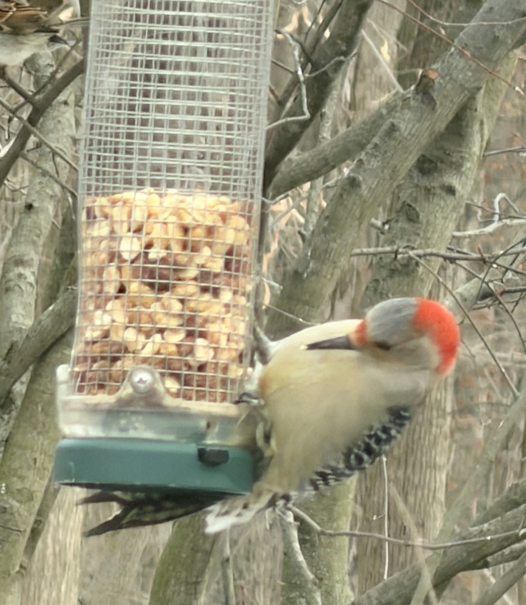 シマセゲラ - ML647877252