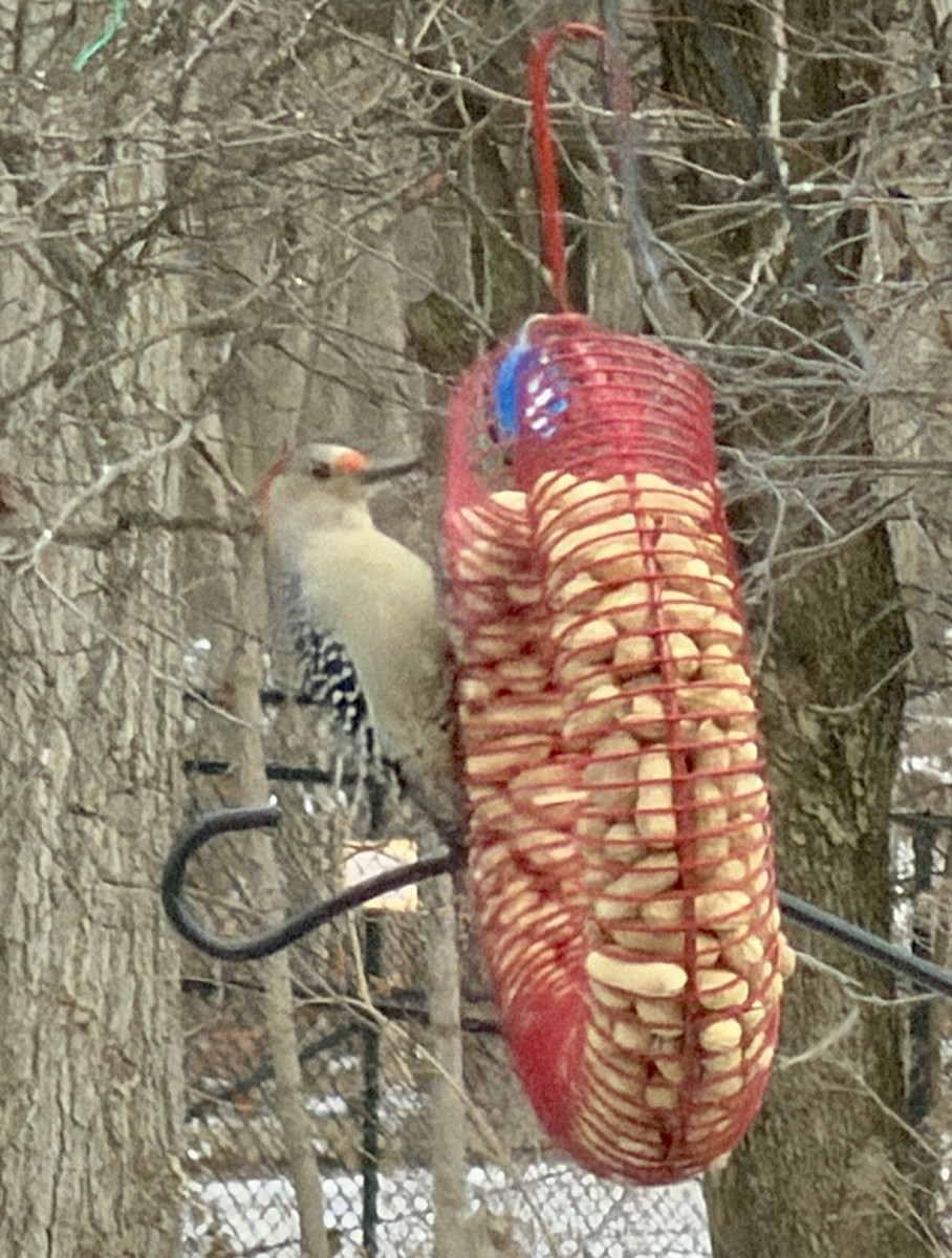 シマセゲラ - ML647877253