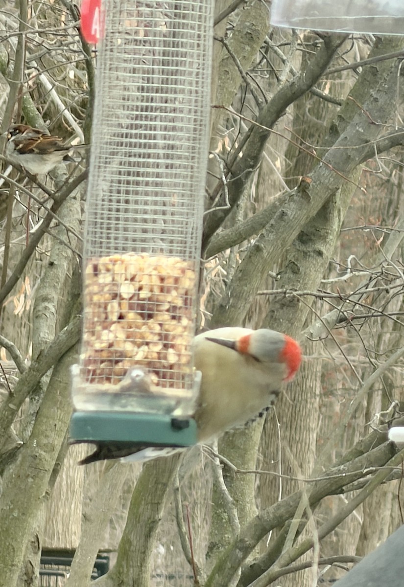 シマセゲラ - ML647877254