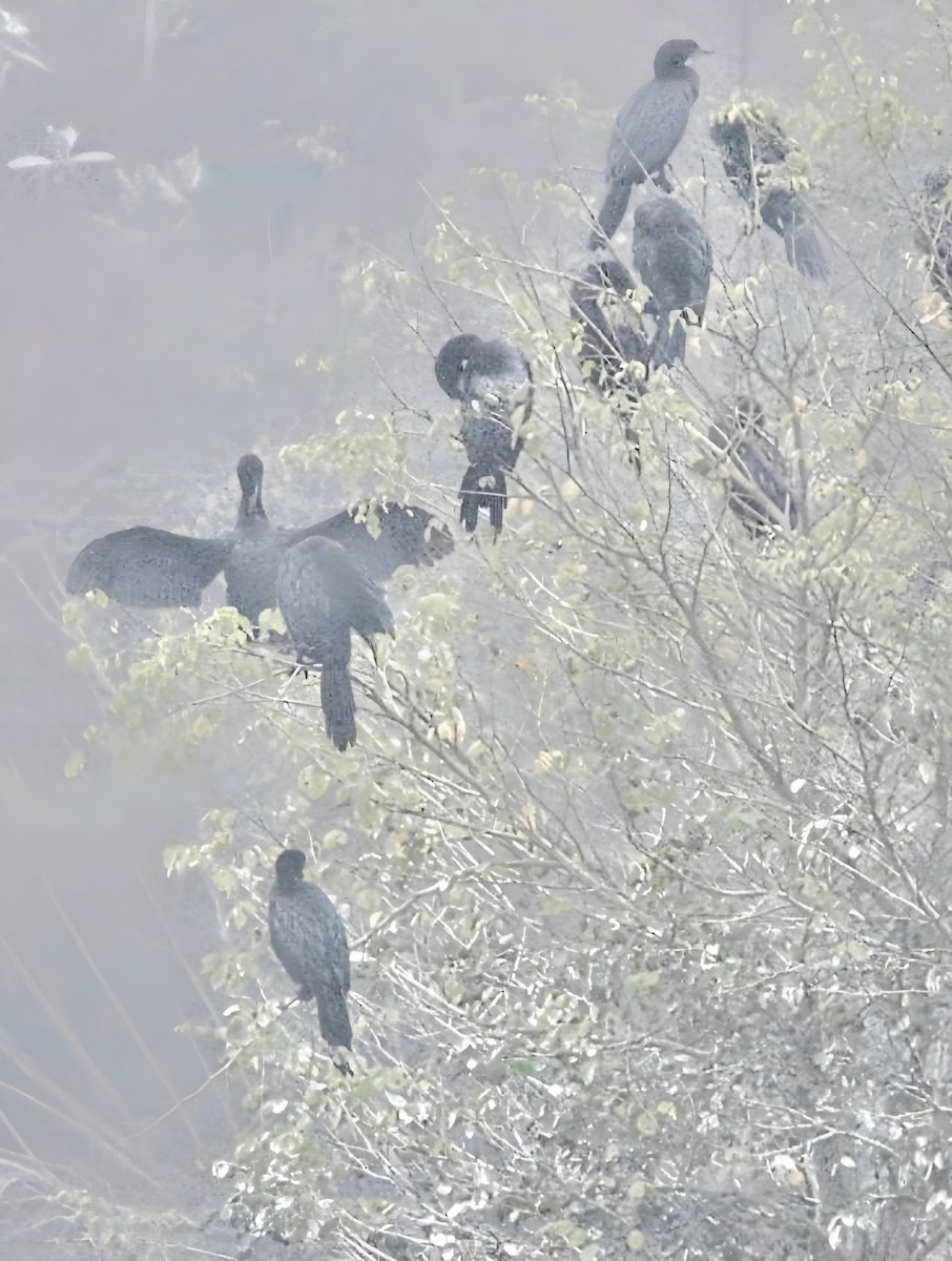 カワウ - ML647877257