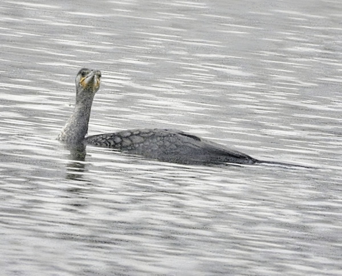 カワウ - ML647877258