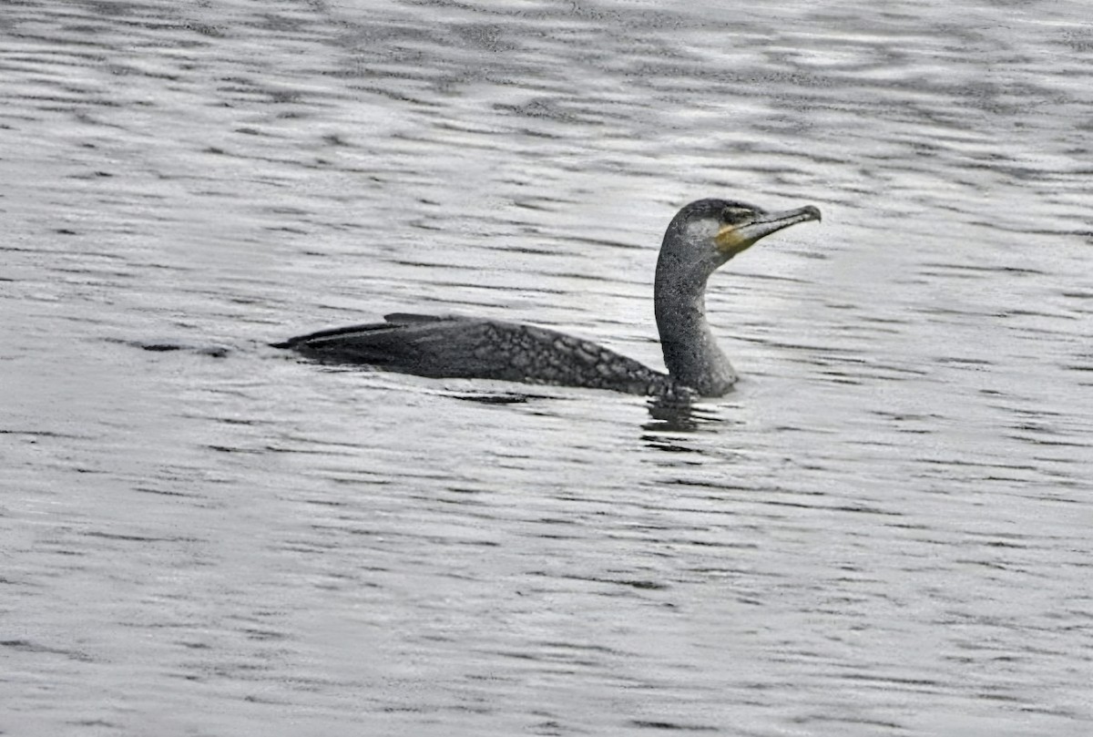 カワウ - ML647877259