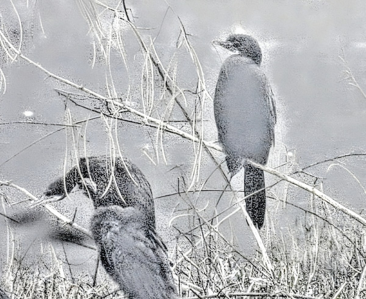 カワウ - ML647877260