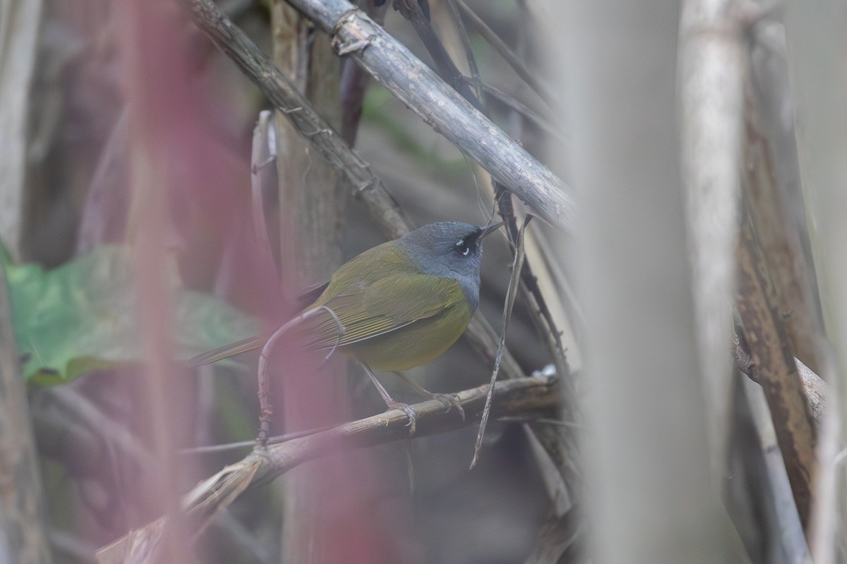 ニシノドグロアメリカムシクイ - ML647877263