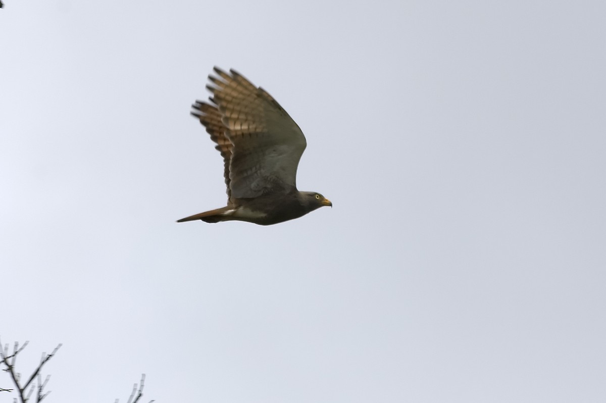 チャバネサシバ - ML647877264