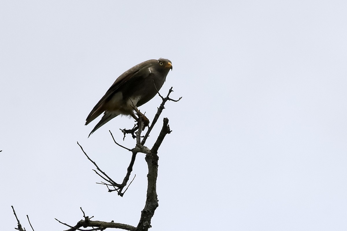 チャバネサシバ - ML647877266