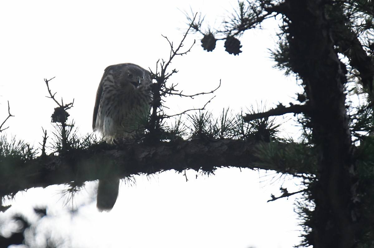 クーパーハイタカ - ML647877267