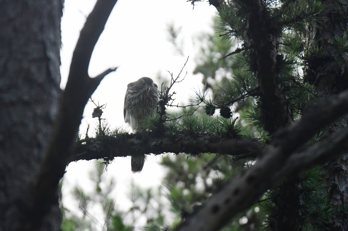 クーパーハイタカ - ML647877268