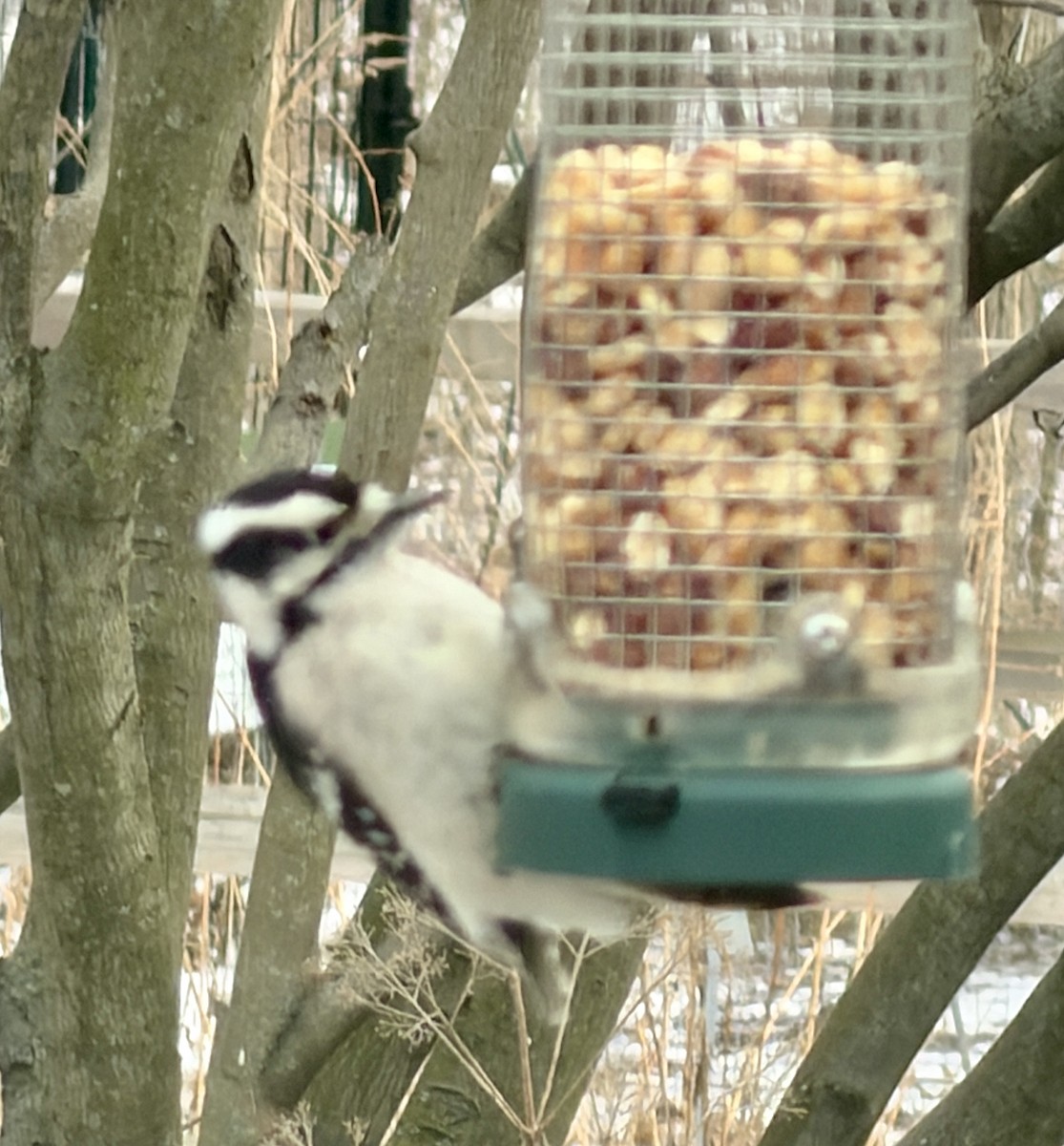 セジロコゲラ - ML647877270