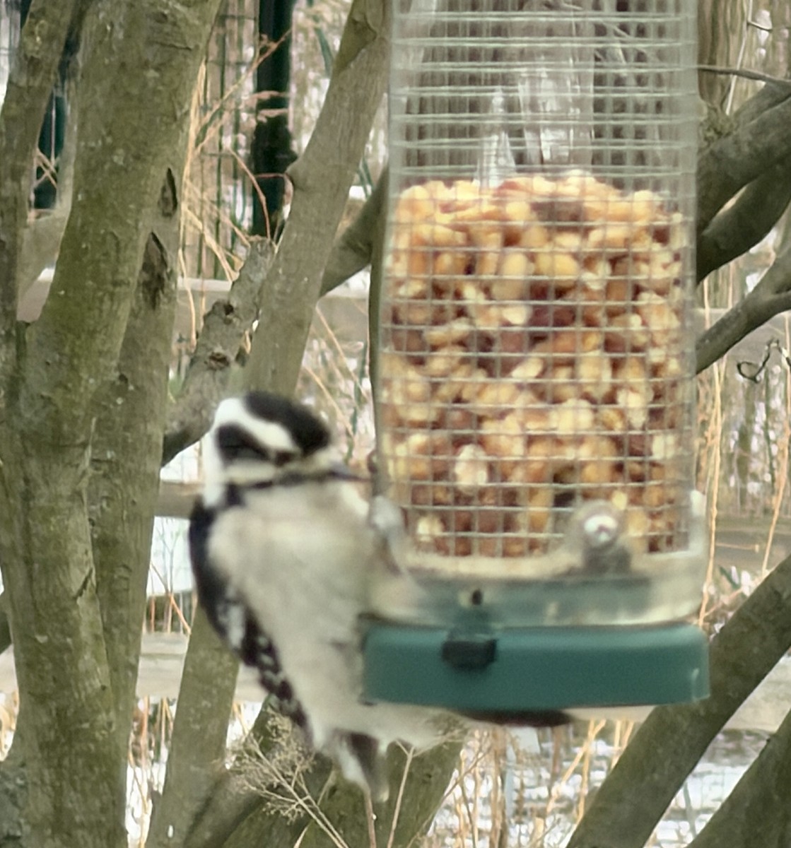 セジロコゲラ - ML647877271