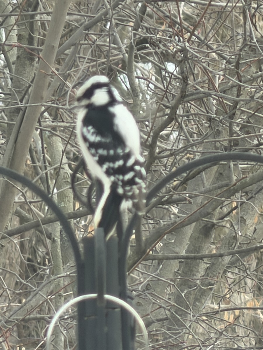 セジロコゲラ - ML647877272