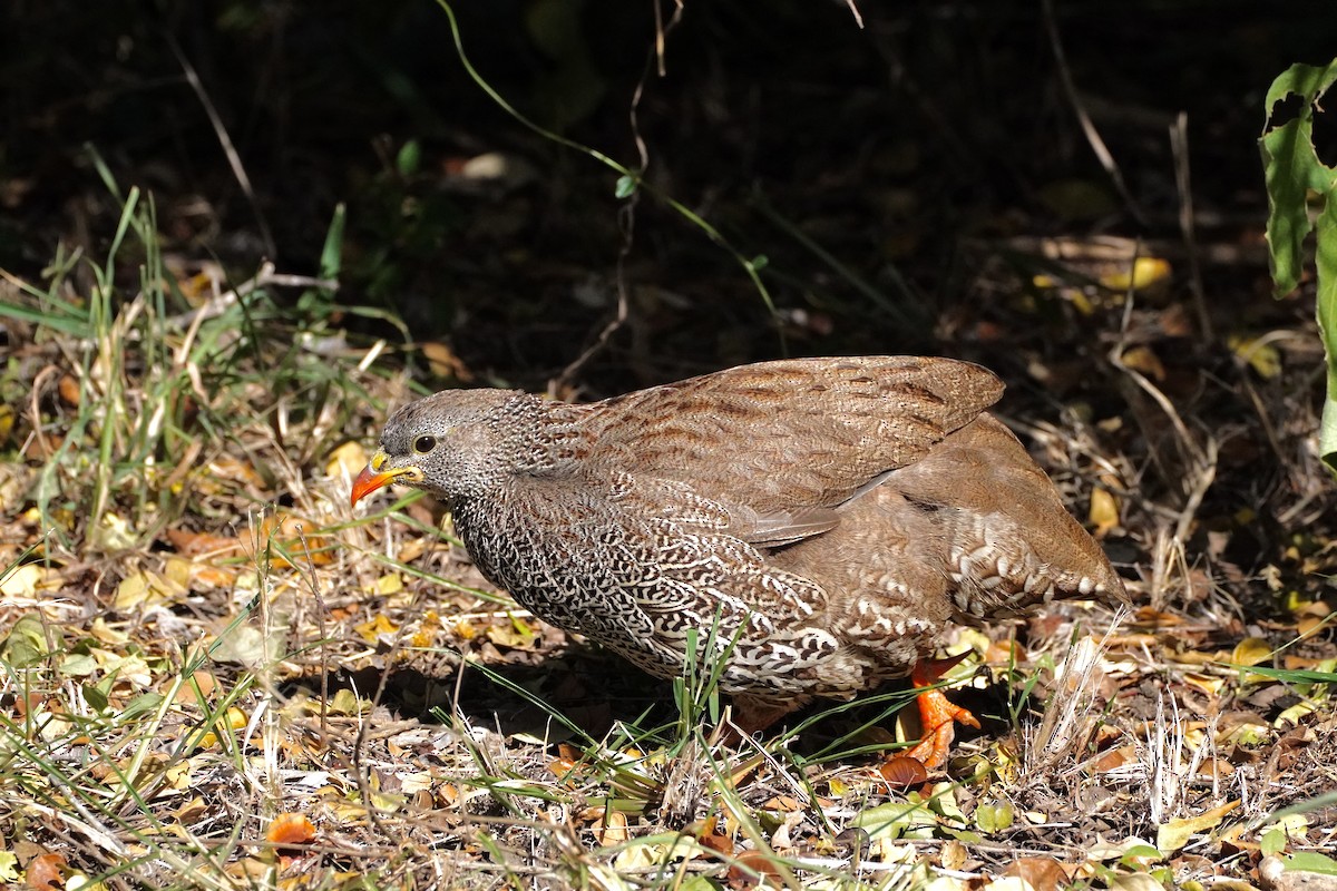 ナタールキジシャコ - ML647877274