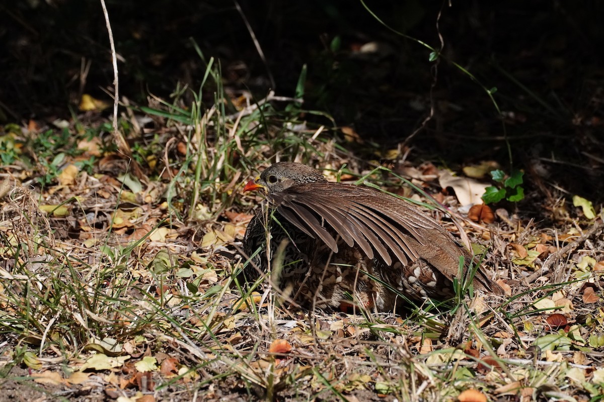 ナタールキジシャコ - ML647877275