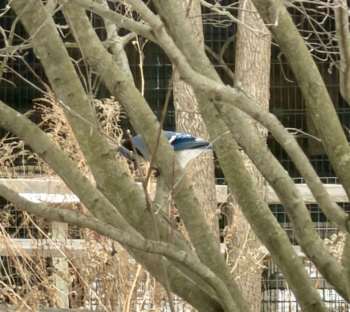 アオカケス - ML647877276