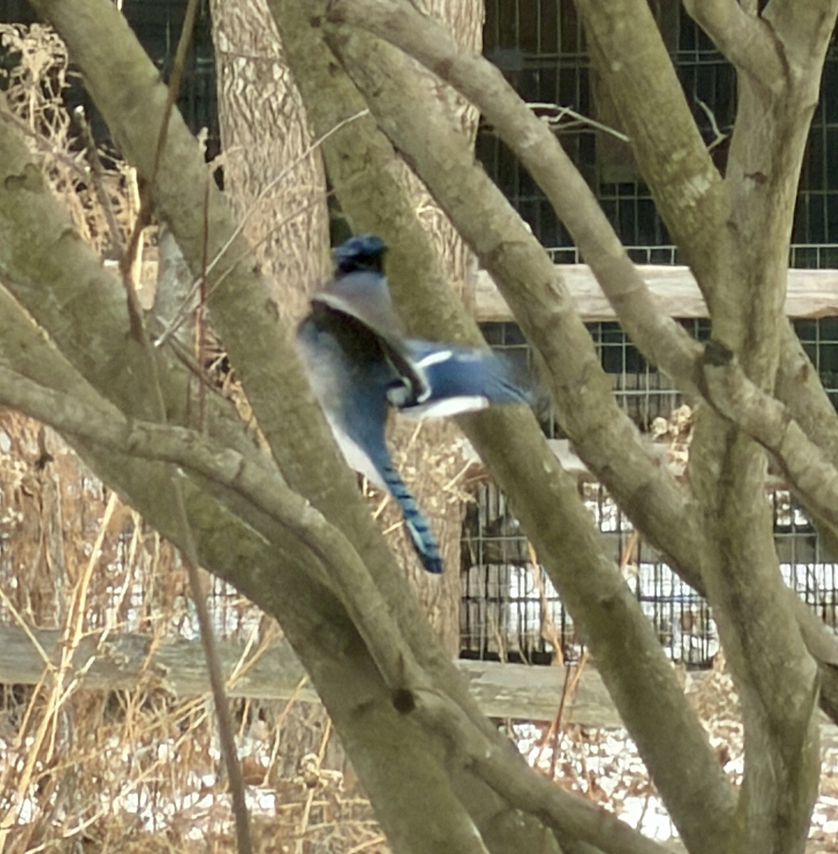 アオカケス - ML647877277