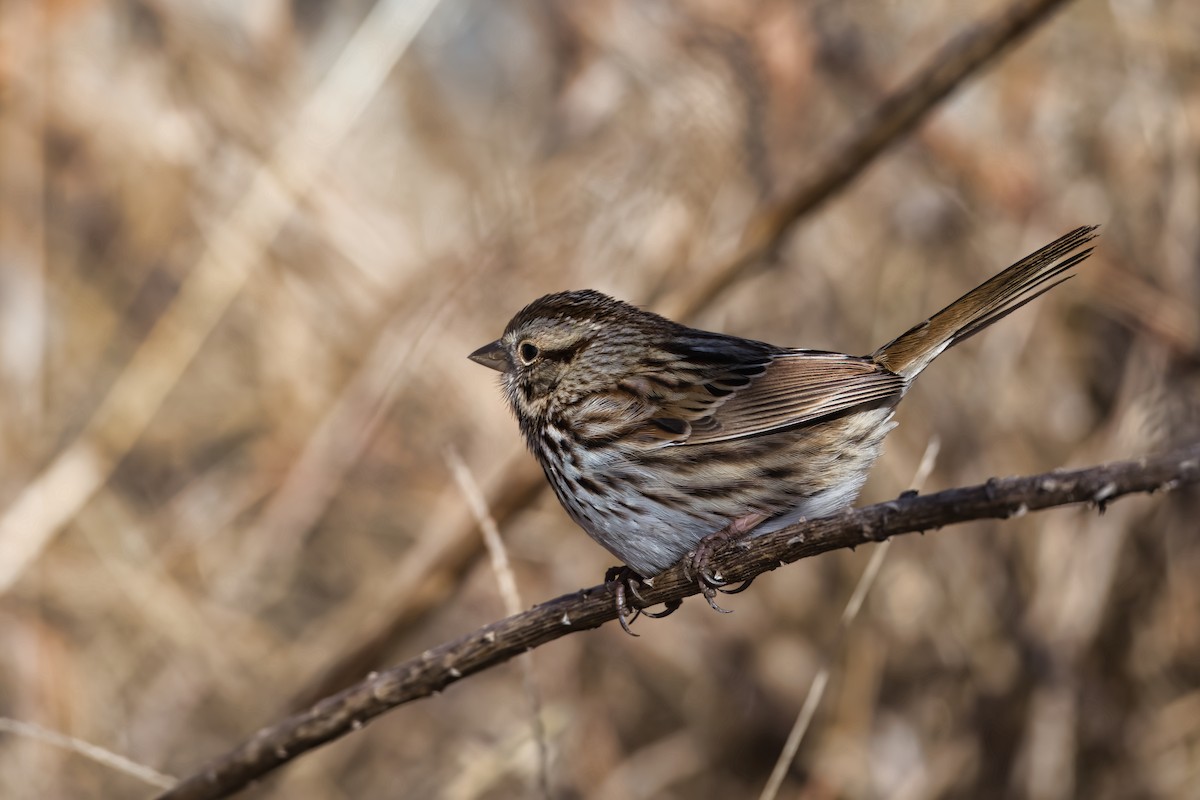 ウタスズメ - ML647877279