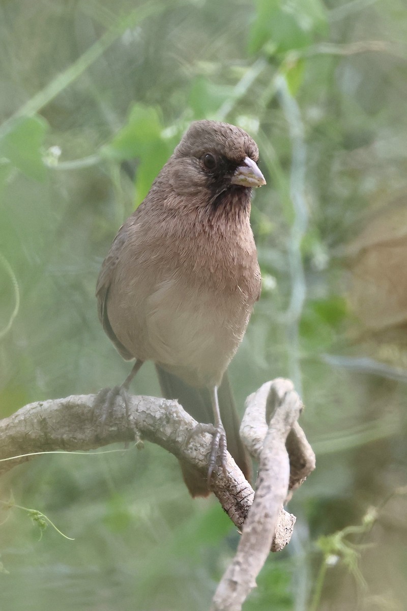 Toquí de Abert - ML647877320