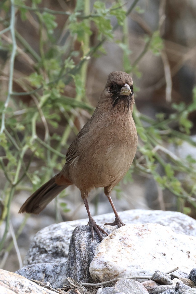 Toquí de Abert - ML647877321