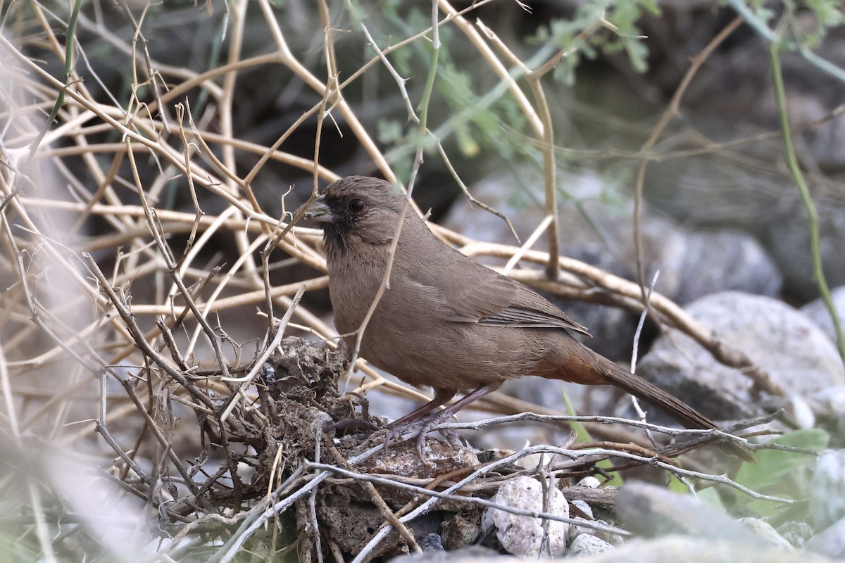 Toquí de Abert - ML647877322