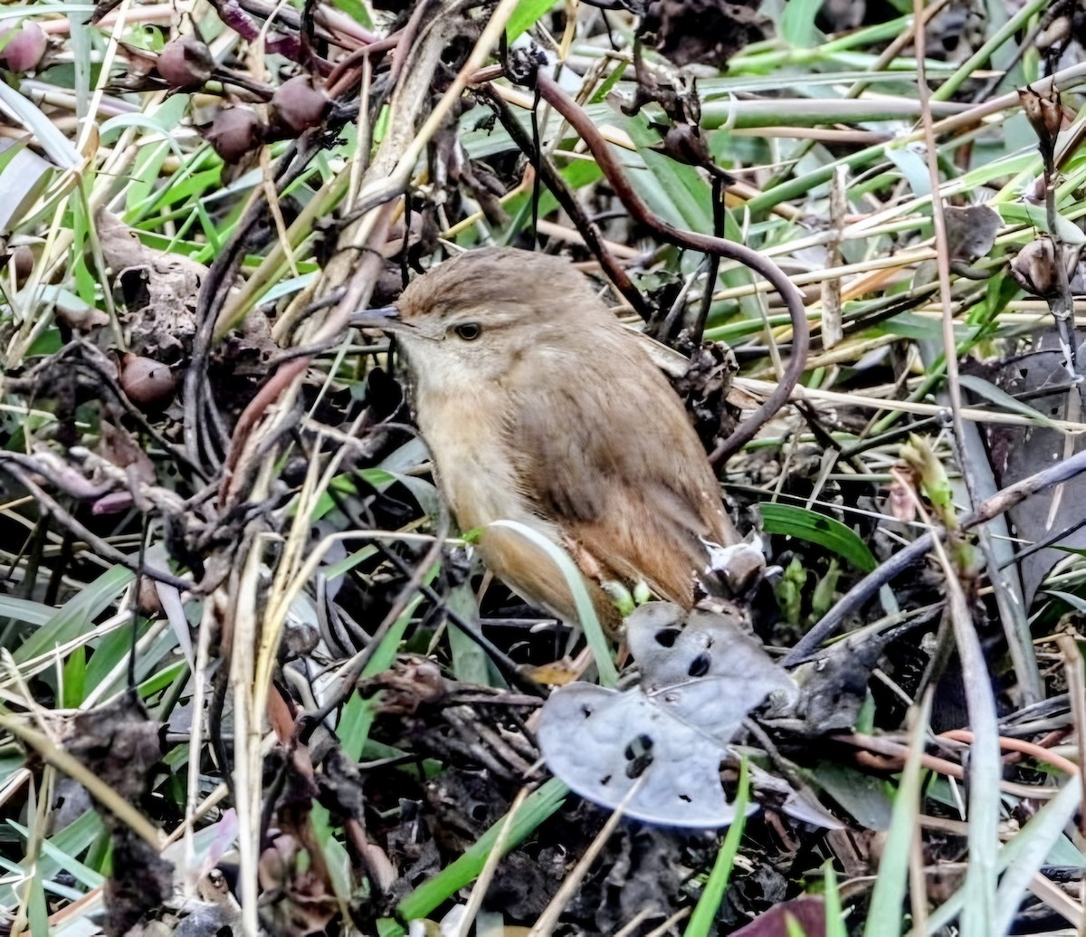 Plain Prinia - ML647877330
