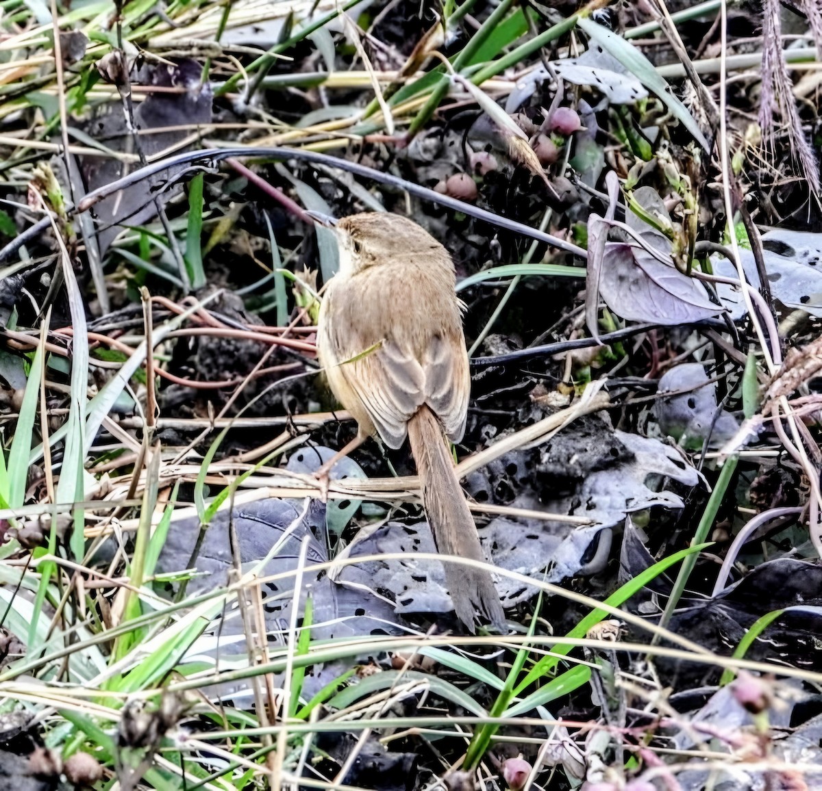 Plain Prinia - ML647877331