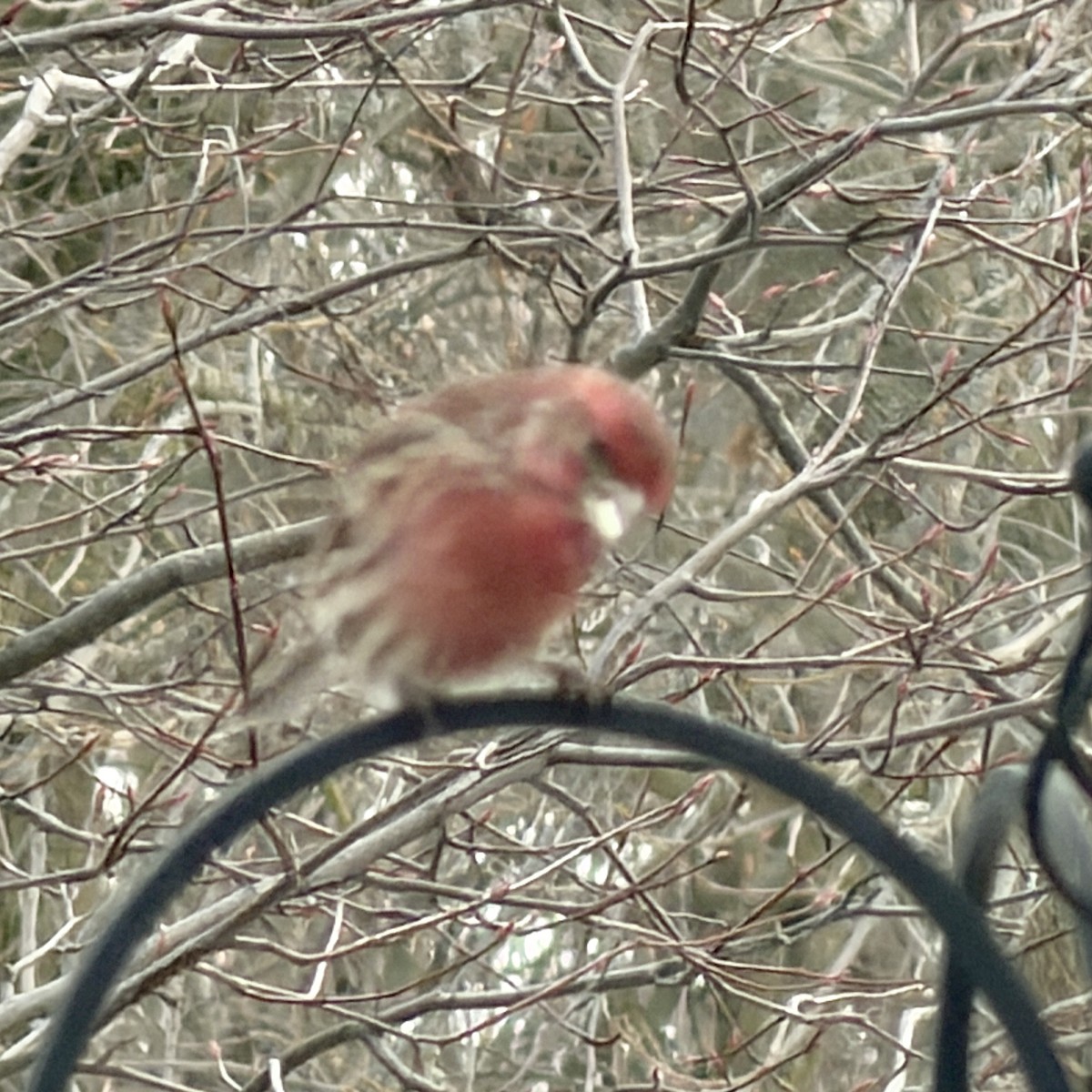 House Finch - ML647877334