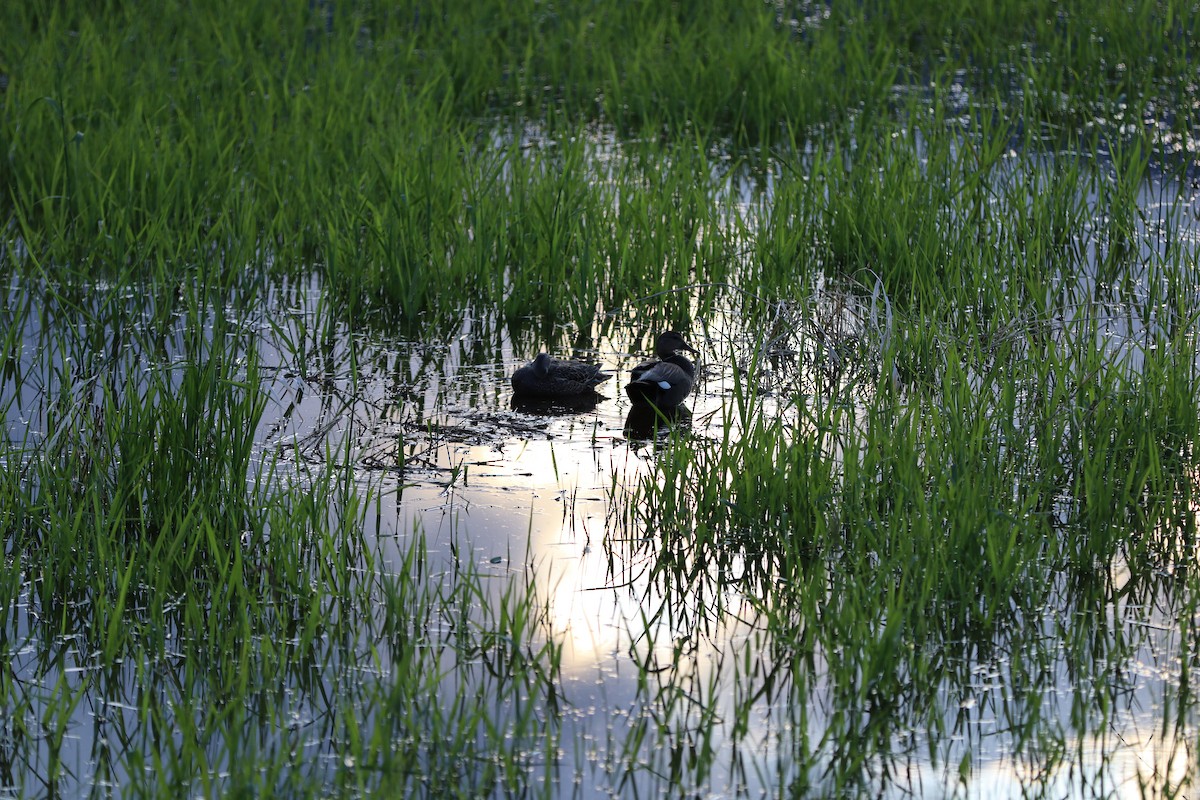 Gadwall - ML647877340