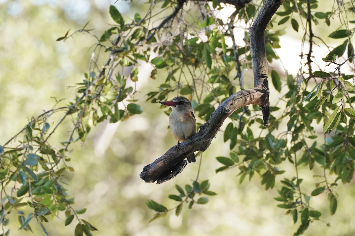 Brown-hooded Kingfisher - ML647877341