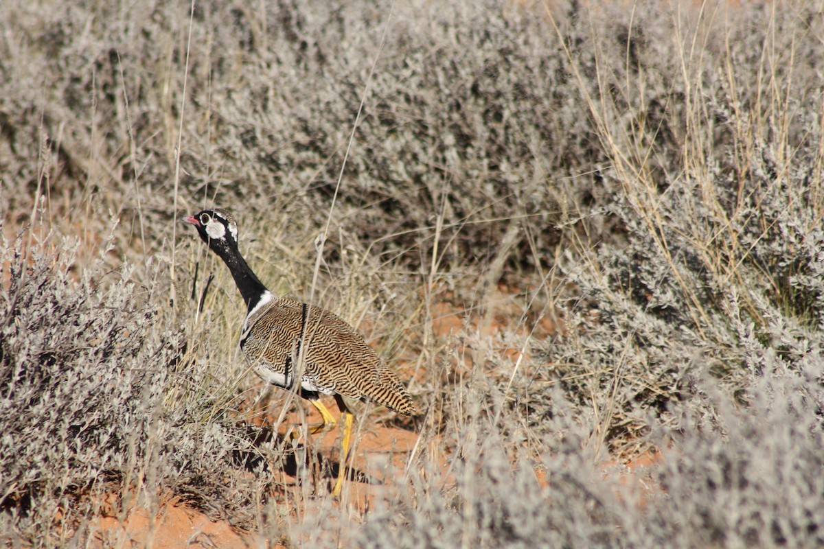 White-quilled Bustard - ML647877347