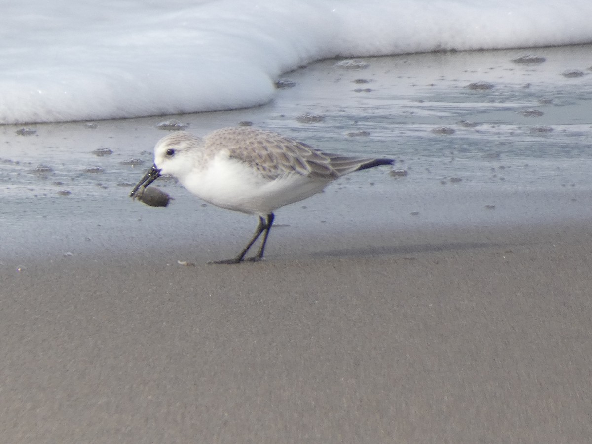 Sanderling - ML647877348