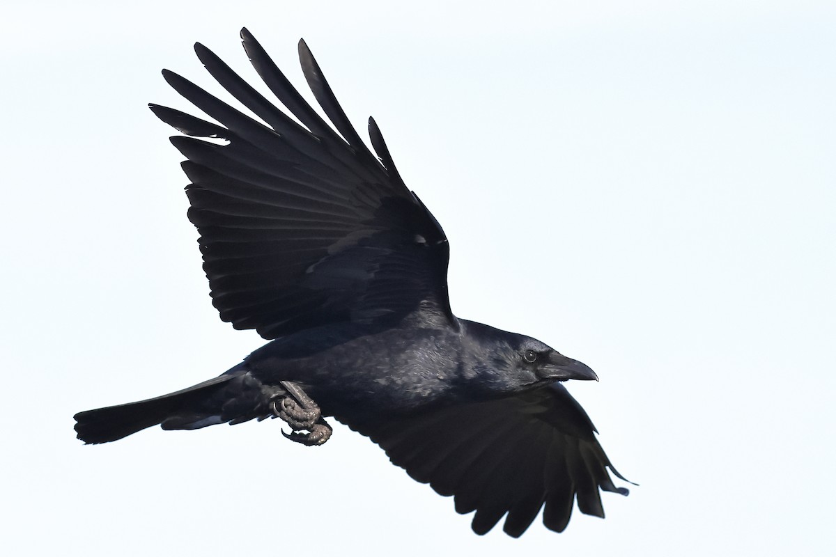 Carrion Crow - ML647877349