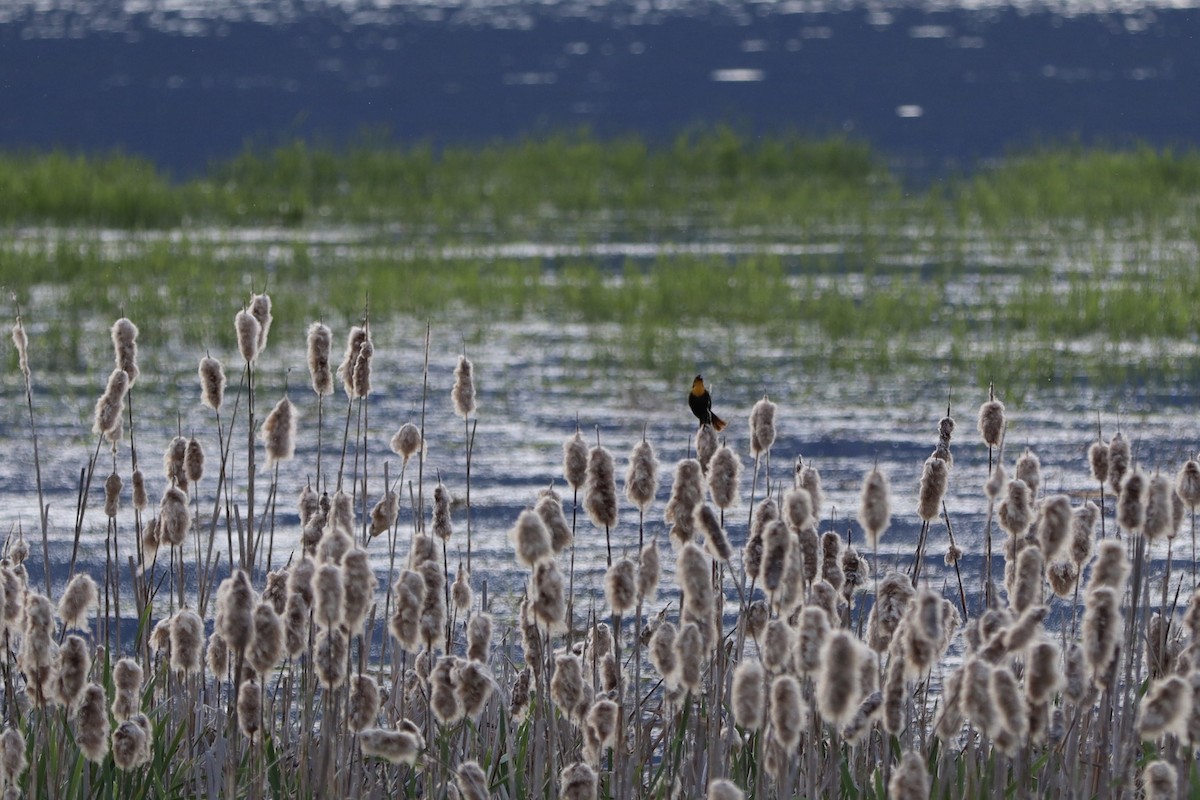 Yellow-headed Blackbird - ML647877350