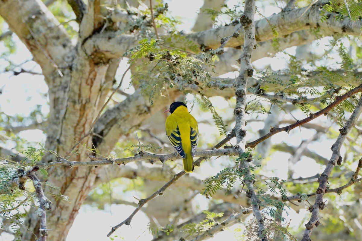 African Black-headed Oriole - ML647877351